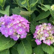 伊勢崎センターに咲いている紫陽花の写真
