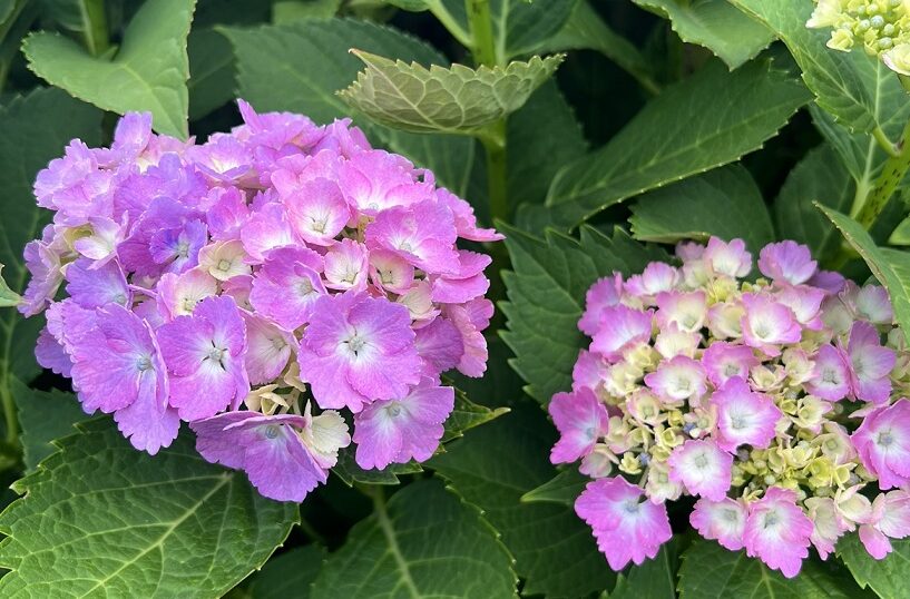 伊勢崎センターに咲いている紫陽花の写真