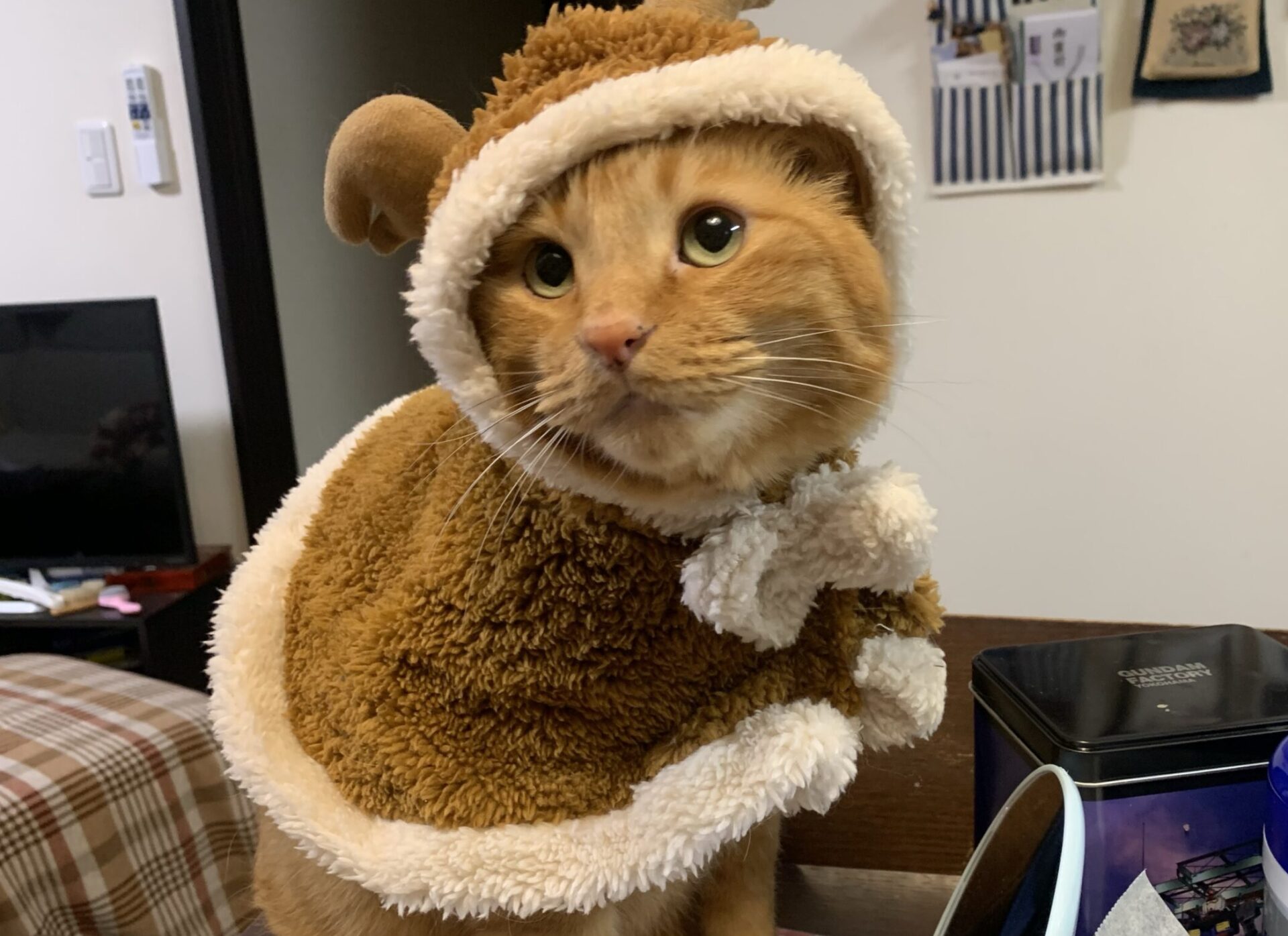小太郎くん