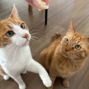 兄弟ネコ、ツナとマヨ