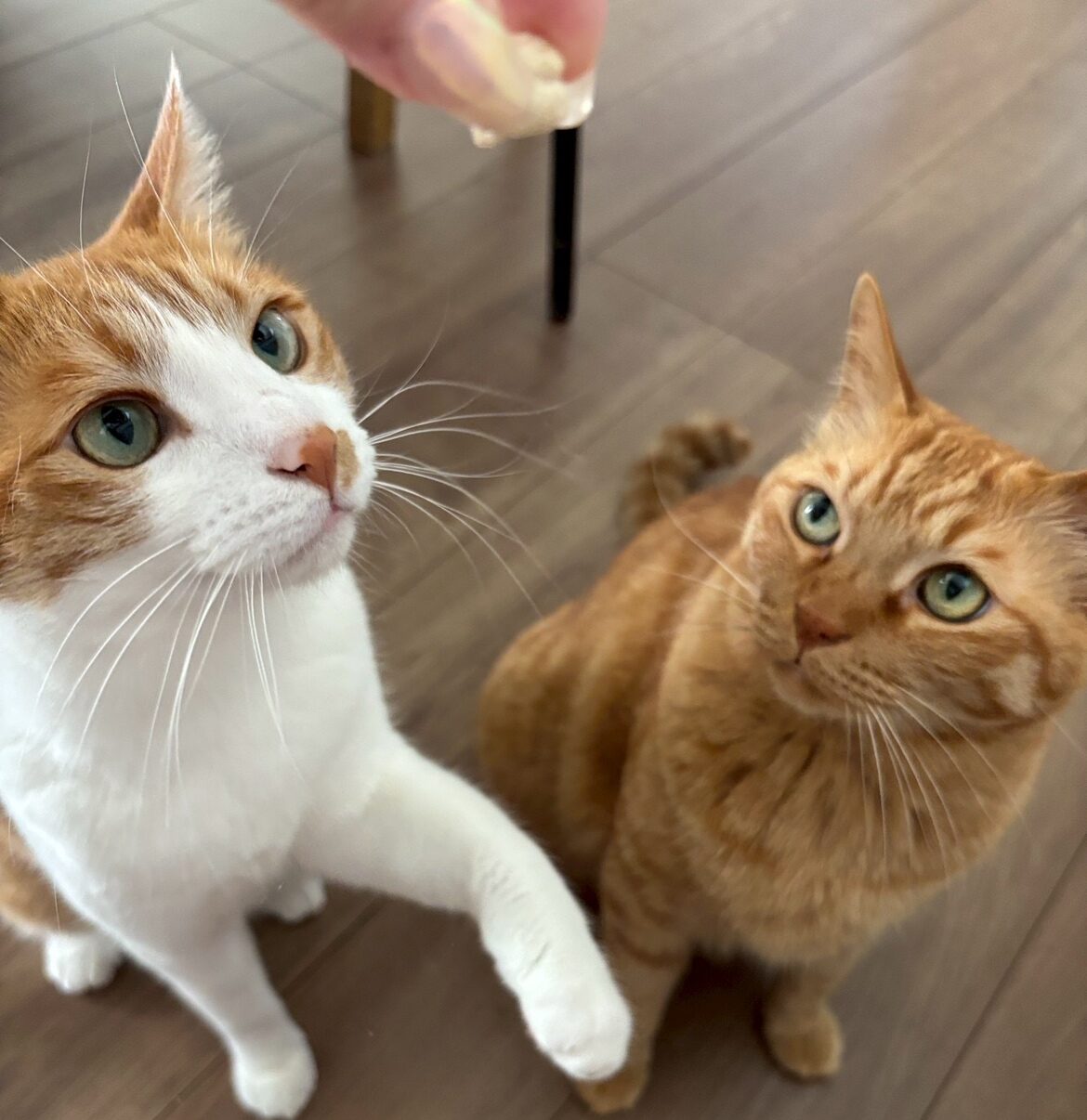 兄弟ネコ、ツナとマヨ