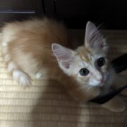 ニャン太くん
