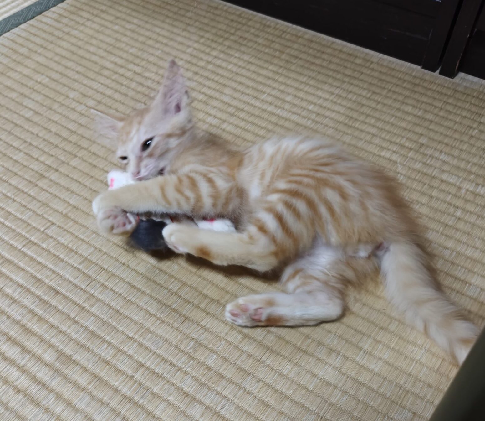ニャン太